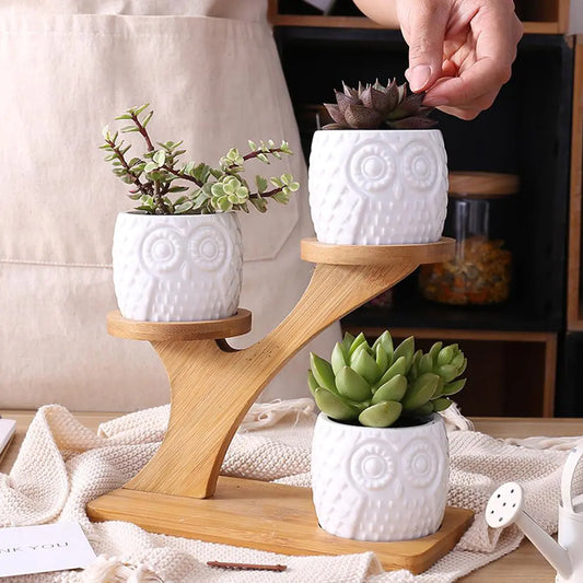 Succulent Pots